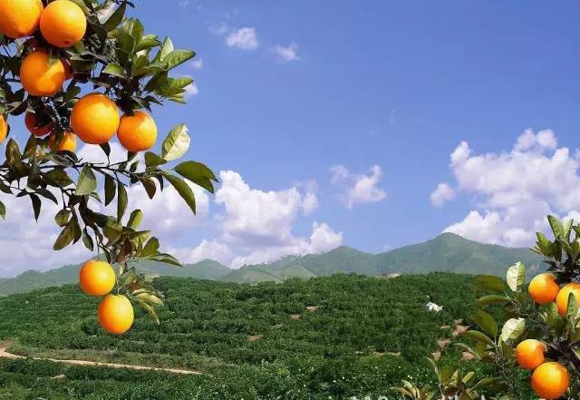 寻乌蜜桔丰收，赣南脐橙即将开门迎客 果农的香甜季节又来了
