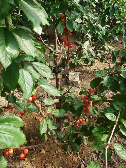 果树种植过深怎么办？掌握正确方法，避免果树“窒息”