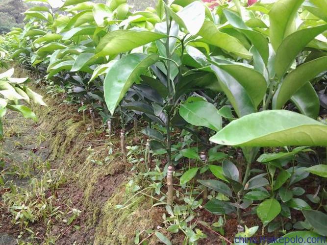 红心果树苗厂家直销 从原料辅料到致富果树的全程解析